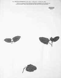 Puccinia annularis image